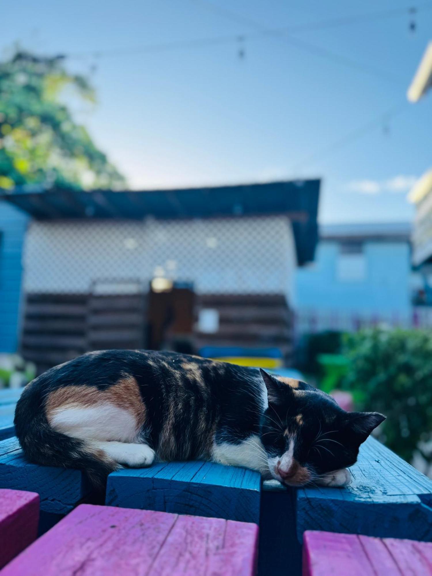 Go Slow Guesthouse Caye Caulker Kültér fotó