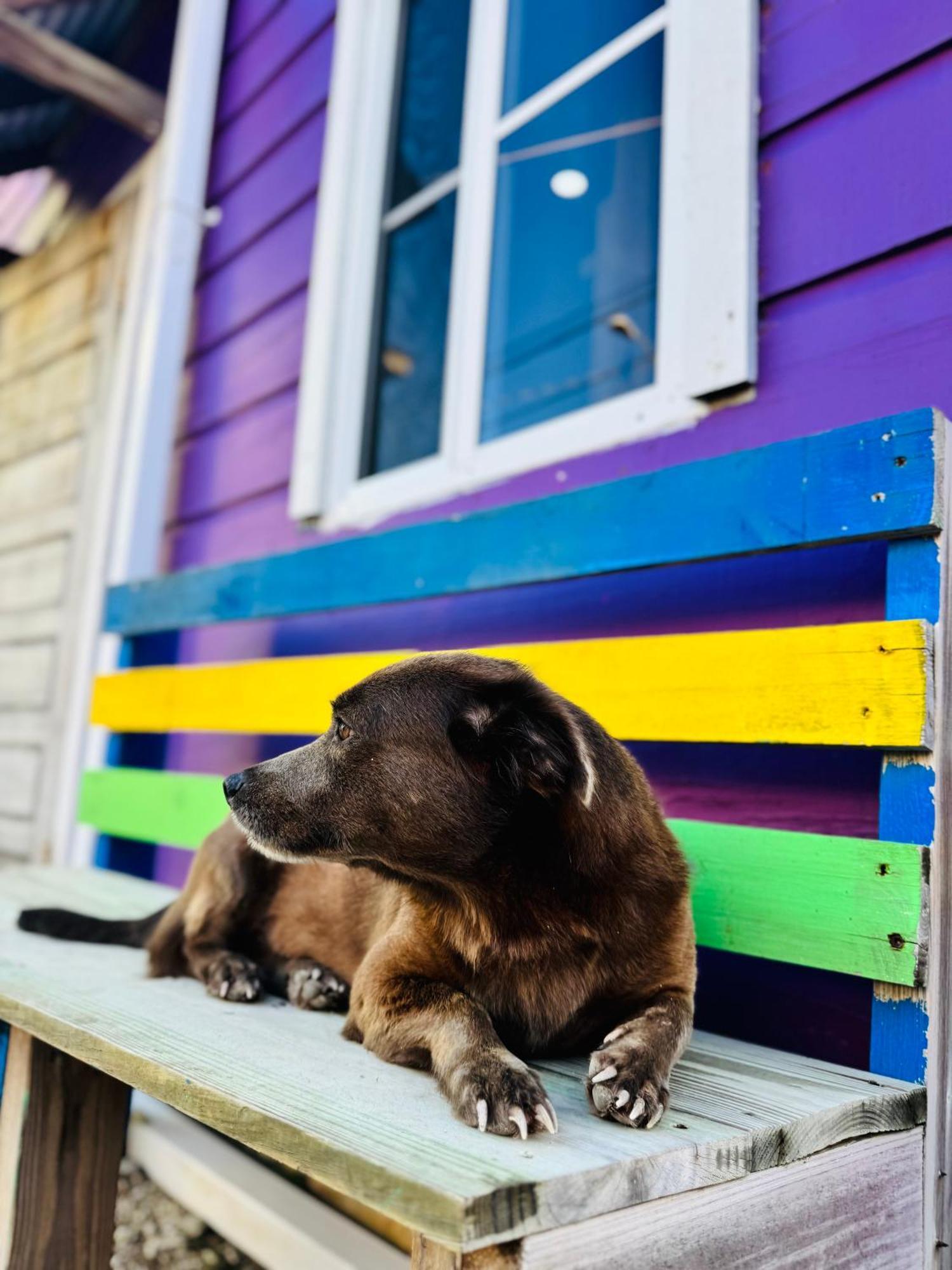 Go Slow Guesthouse Caye Caulker Kültér fotó